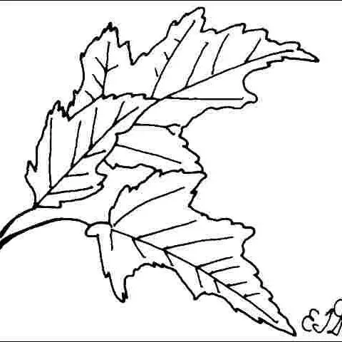 thumbnail for publication: Acer ginnala 'Red Fruit': 'Red Fruit' Amur Maple